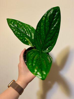 Monstera Peru