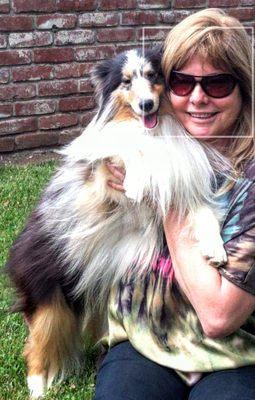 My Sheltie, meticulously groomed by Brittany