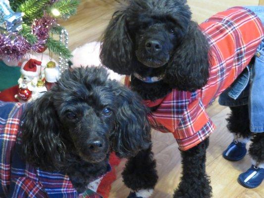 Dusty, on the left with Marley under the Christmas tree.