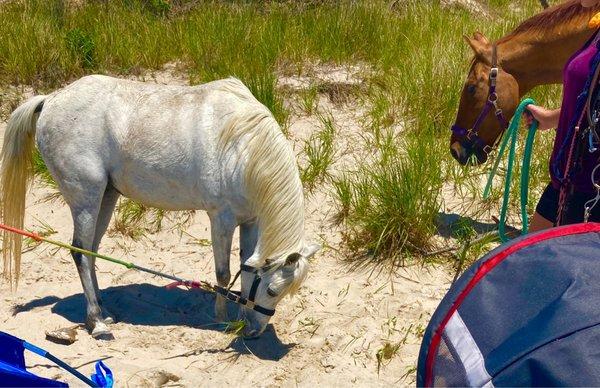 Omg! Horses on the beach at Higbee! Just hangin'! Owner said they have a water trough in the truck with 6 gal water for them!