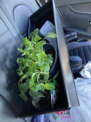 Plant power from Home Depot