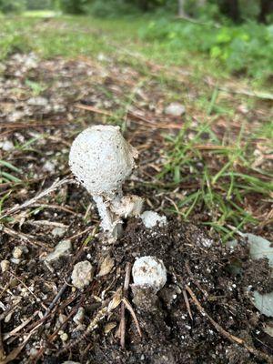 mushroom hunting