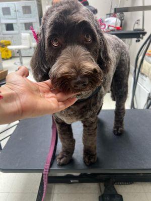 Our furry client after her regular haircut & bath