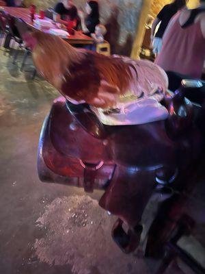 Live rooster hangs out by the bar