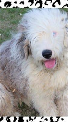 Our Old English Sheepdog! Hes really about to be my Brothers because he lives in Colorado & its just 2 hot in Texas for him..