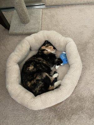 Cali luving her new bed