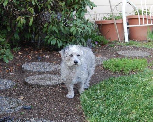 Our little Sweetie, Going for a walk