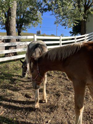 Neltner's Farm & Event Venue