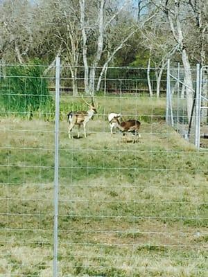 The wildlife roaming in the back pen....