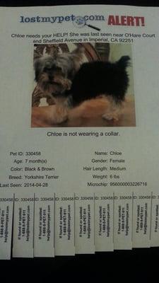 MISSING, MISSING, Hello my name is Chloe. Went missing from my family on March 28th. Around 9pm. Call7605504869