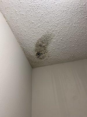 Black mold