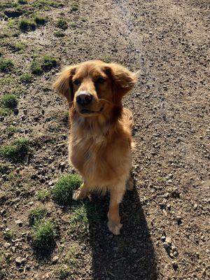 Retriever sitting in the sun