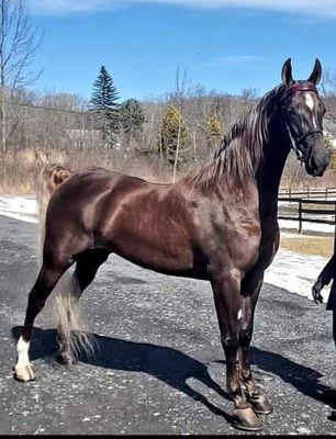 Lukens Stables