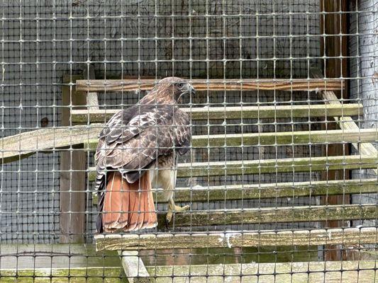 Red tailed hawk