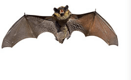 we expertly remove bats from structures withoutharming them