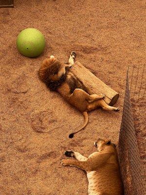 Rescued tigers having a good nap