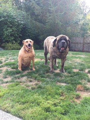 Lucy and Truck who crossed the rainbow bridge in 2016