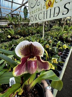 Paphiopedilum lady slipper orchid