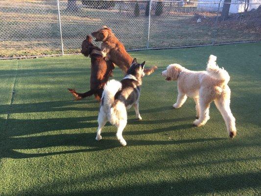 Daycare play in the back yard.