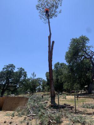 Removal of Large Pine