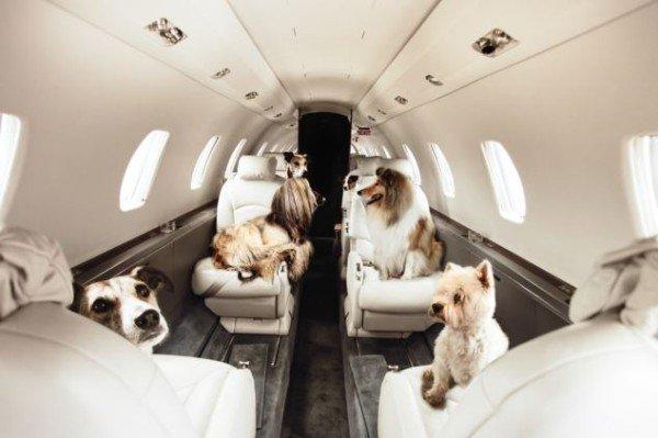 Pets can fly private too!