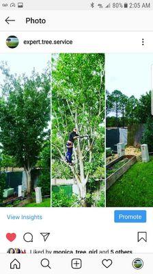 Before & After  Tree removal Follow us on Instagram  expert.tree.service