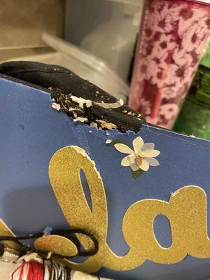 rodent damage to daughter's graduation cap