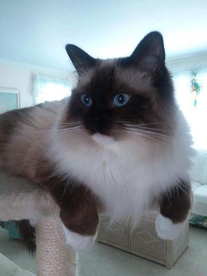 Mia, a ragdoll