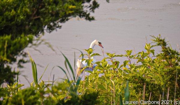 A swan looking back at me.