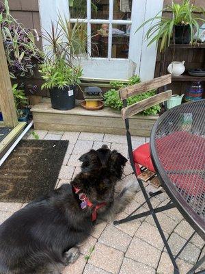 Isis watching what's for breakfast on the side patio.