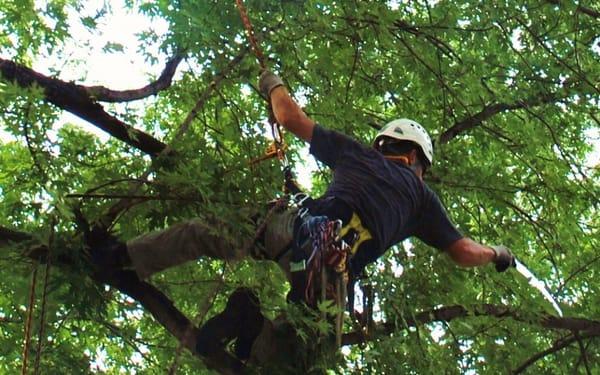 I took a picture of one of their workers on the tree