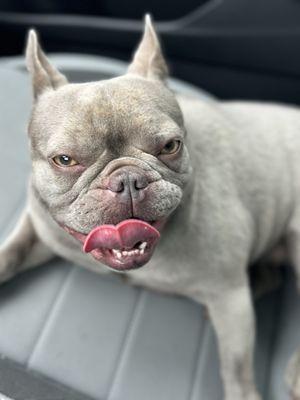 Our frenchie right after her bath and deshedding   Super soft coat and clean as can be.