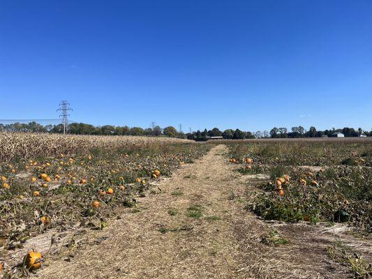 Huge pumpkin patch