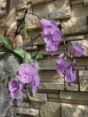 Lauritzen Gardens