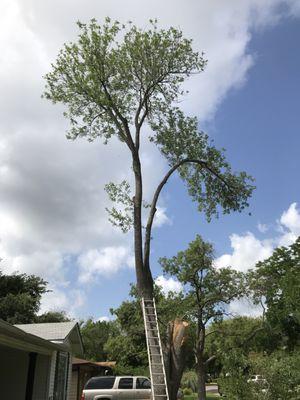 Aguilar Tree Service removing an aging Arizona Ash.