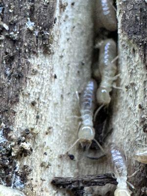 Subterranean termites