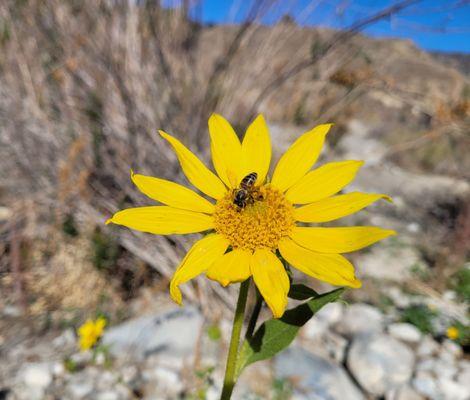 Big Tujunga Canyon