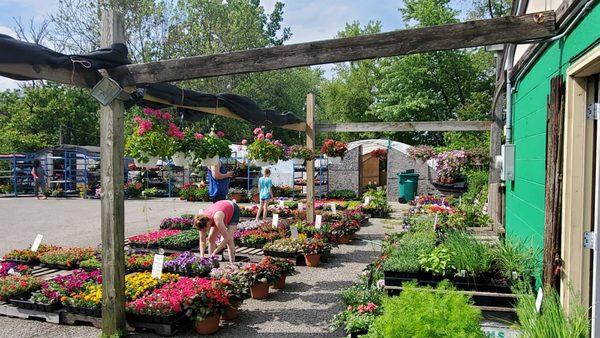 May seasonal flats of annuals. Beautiful!