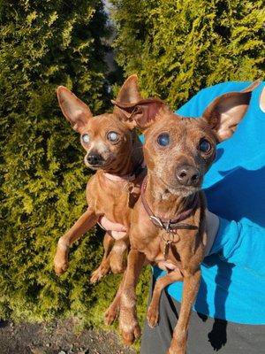 Trina and Odie, blind seniors rescued by NWAC and adopted in 2022