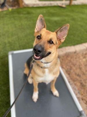 Wet Nose Training