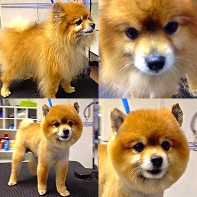 Pomeranian Teddy Bear