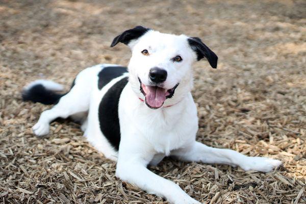 Dog enjoys outdoor play yard