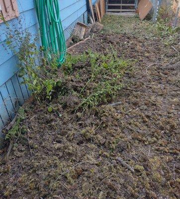 A view of the side yard, primarily showing the other destroyed planter box