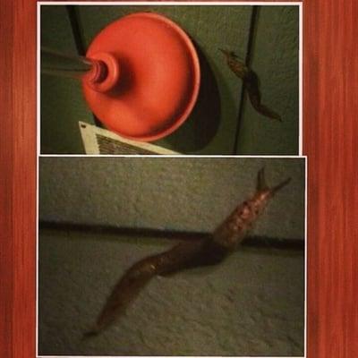 These MASSIVE slugs greeted me upon my arrival. Not to mention the dead fly and spider I found in the shower.