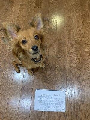 Ruby is always really proud of her report cards from Your Spoiled Pets walkers!