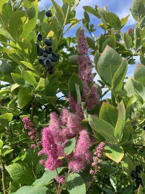 Pretty, but what are the dark pinkish flowers doing in the blueberry bush?