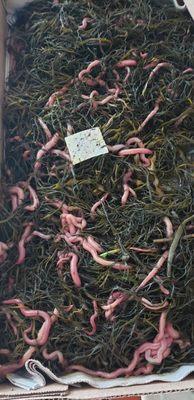 BLOOD WORMS