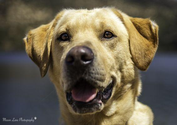 Handsome pup