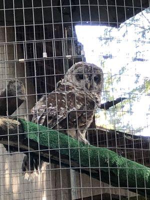 One of 4 barred owls