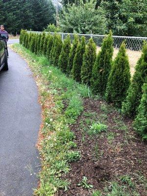 Gonzalez Tree Service & Lanscaping Inc